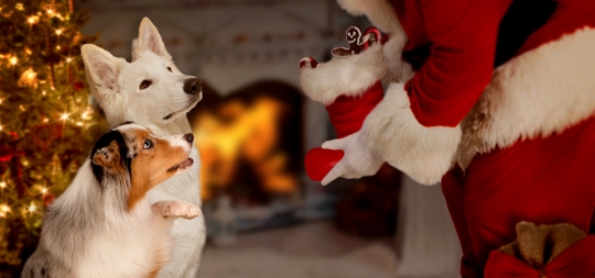 Festive Pet-Santa Meet-and-Greets Gone Wrong